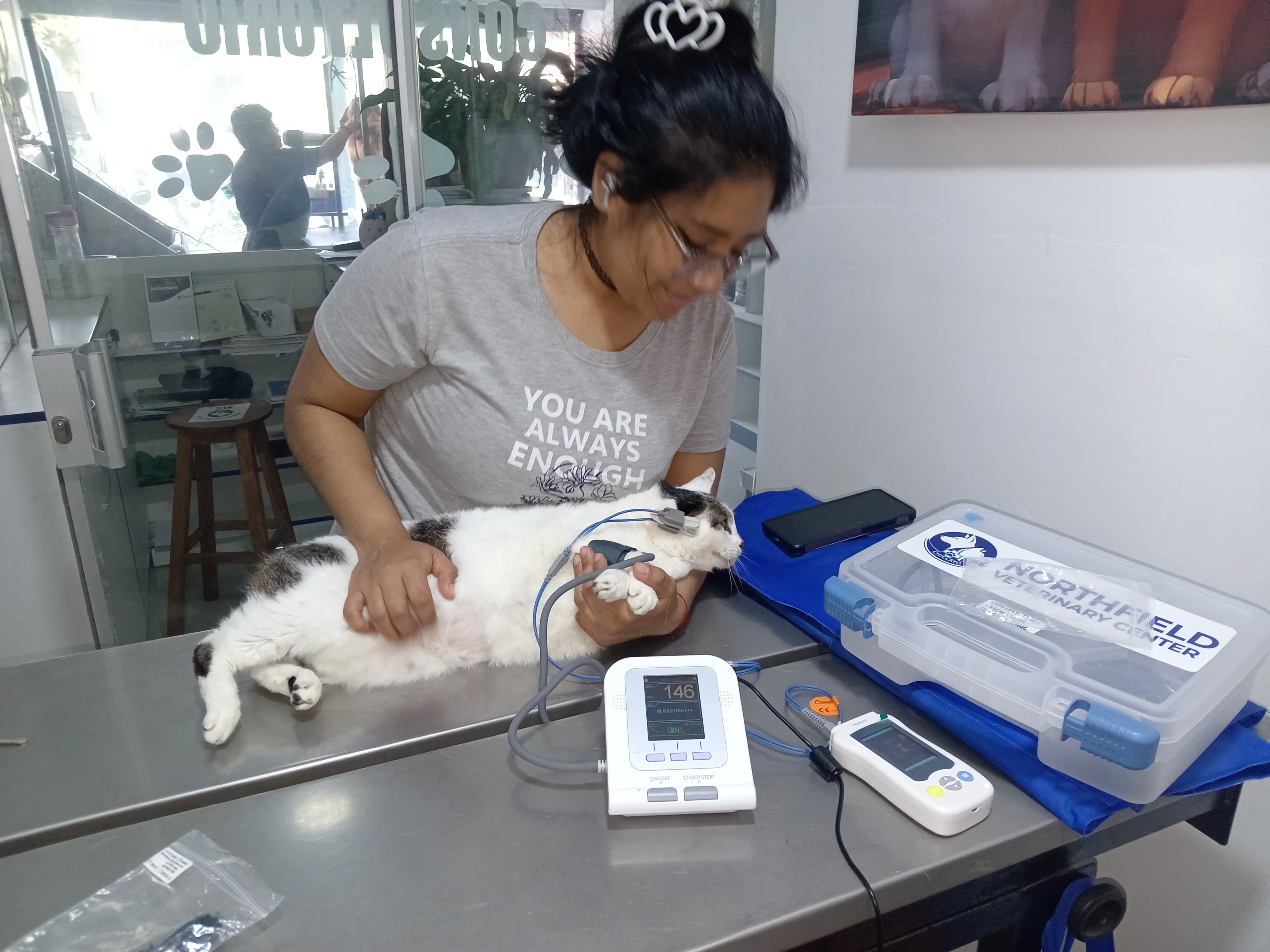Gato acompañado por una persona durante una revisión veterinaria.